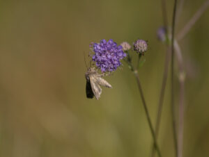 Sommerfugl