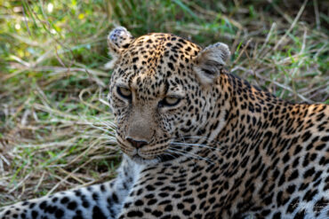 Leopard. Foto: Jorun Anette Sletner