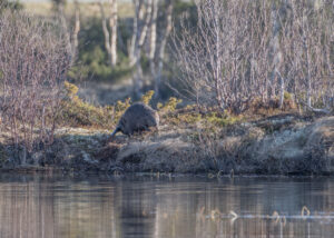 Bever. Foto: Margrethe Holmsen