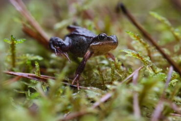 Frosk. Foto: Cathrin Kjeldstadli